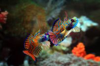 The mandarin fish[shutterstock ]