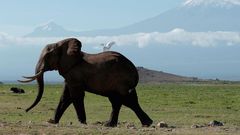 An elephant in Kenya's Amboseli National Park in front of Mount Kilimanjaro.