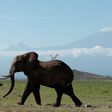 An elephant in Kenya's Amboseli National Park in front of Mount Kilimanjaro.