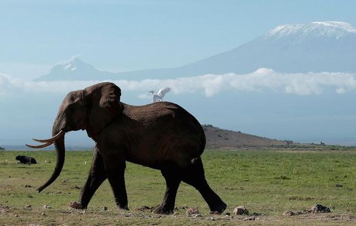 An elephant in Kenya's Amboseli National Park in front of Mount Kilimanjaro.