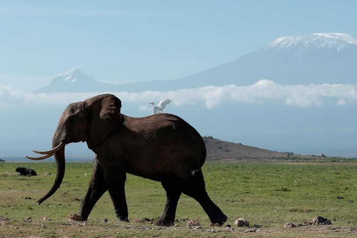 An elephant in Kenya's Amboseli National Park in front of Mount Kilimanjaro.