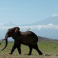 An elephant in Kenya's Amboseli National Park in front of Mount Kilimanjaro.