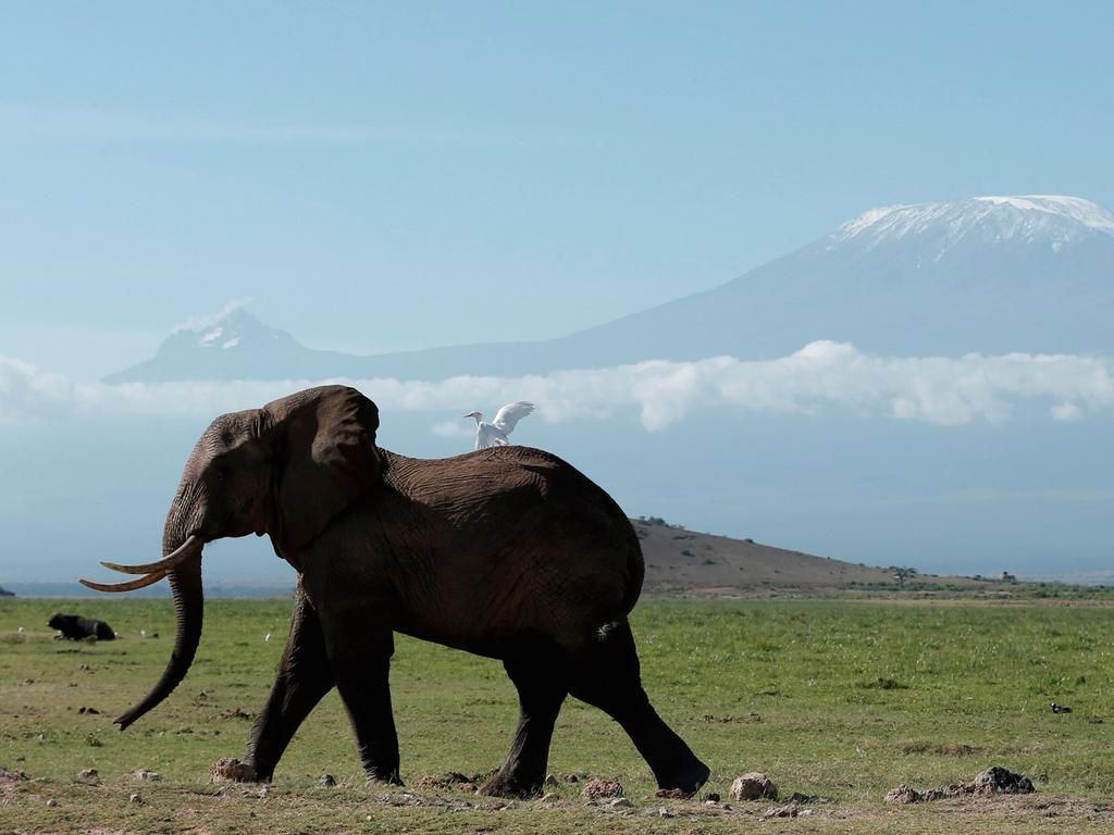 An elephant in Kenya's Amboseli National Park in front of Mount Kilimanjaro.
