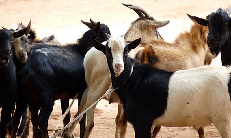 Goats in a farm
