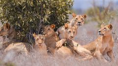 Lions at the Tsavo East National Park