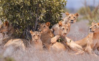 Lions at the Tsavo East National Park
