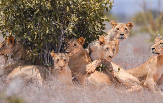 Lions at the Tsavo East National Park