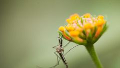 Can Mosquitoes Transmit Coronavirus?