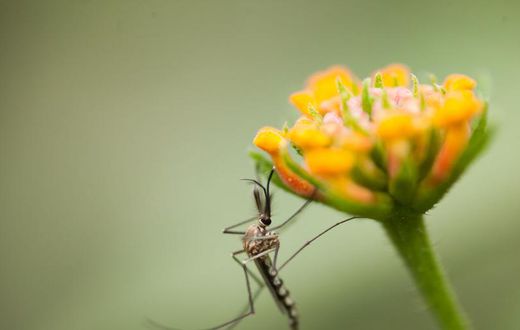 Can Mosquitoes Transmit Coronavirus?