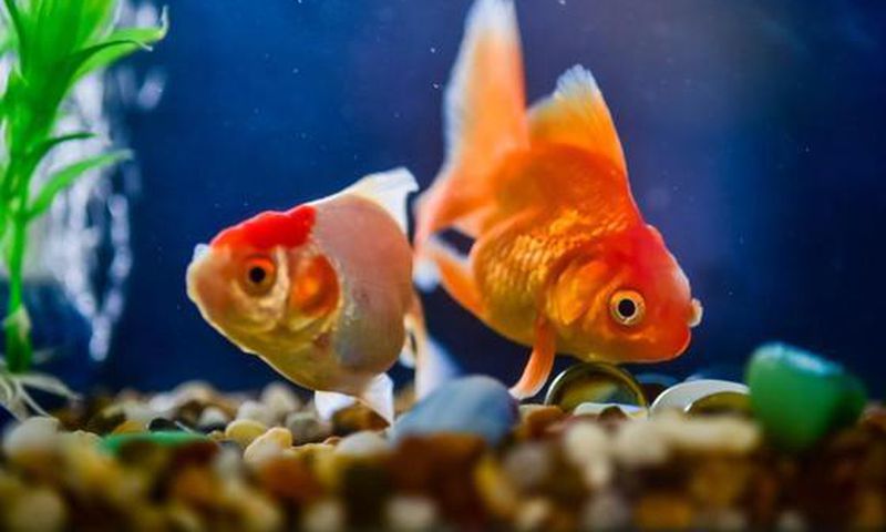 10 Reasons Fish Make Good Pets (Photo: Courtesy)