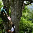 University students Matilde (L) and Marlene Pimentel climb a tree on top of a hill to get a strong internet signal in order to take their online classes