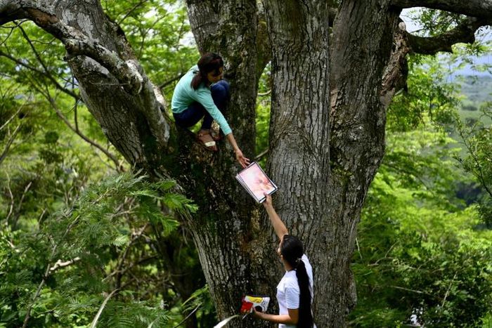 University students Matilde (L) and Marlene Pimentel climb a tree on top of a hill to get a strong internet signal in order to take their online classes