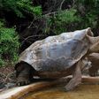 A tortoise in the Galapagos National Park, where visitor sites have reopened after the COVID-19 lockdown