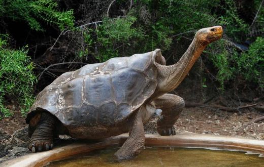 A tortoise in the Galapagos National Park, where visitor sites have reopened after the COVID-19 lockdown