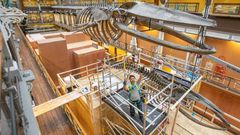 Dismantling two hanging whale skeletons for renovation work is no small feat