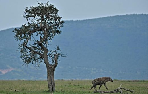 Maasai Mara's entire reserve model is under threat