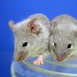 Scientists have successfully transplanted insulin-producing cells derived from stem cells into diabetic mice