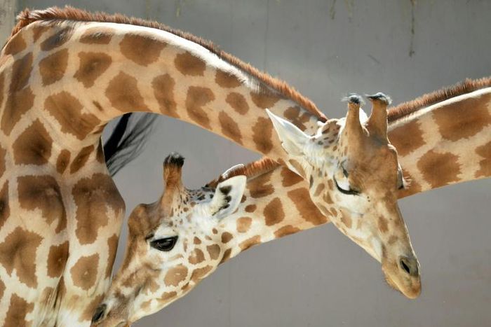 From an initial population of 50 in 1996, their numbers grew to 664 by 2019