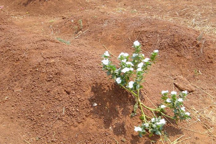 Woman buries 1-day old infant alive