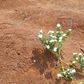 Woman buries 1-day old infant alive