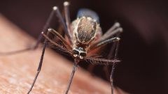 Do Mosquitoes Transmit COVID-19?