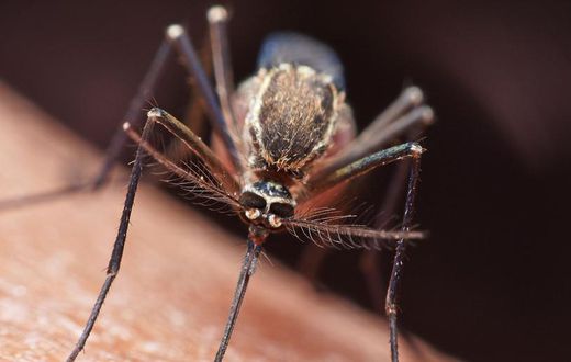 Do Mosquitoes Transmit COVID-19?