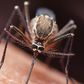 Do Mosquitoes Transmit COVID-19?