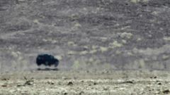 A new scorching temperature of  130 degrees Fahrenheit (54.4 degrees Celsius) recorded in California's Death Valley could be the highest ever recorded, US officials say