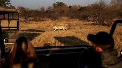 Tourists fresh from a strict coronavirus lockdown in south Africa take advantage of an easing of restrictions to visit a local safari park in need of their business after months without any income