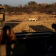Tourists fresh from a strict coronavirus lockdown in south Africa take advantage of an easing of restrictions to visit a local safari park in need of their business after months without any income