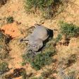Hundreds of elephants have been found dying (picture courtesy of National Park Rescue)