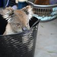 Unprecedented Australian bushfires have destroyed vast swathes of koala habitat