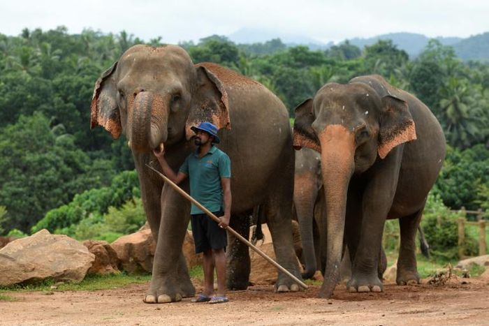 Sri Lanka's coronavirus lockdown has helped reduce the death toll from clashes between elephants and humans