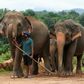 Sri Lanka's coronavirus lockdown has helped reduce the death toll from clashes between elephants and humans