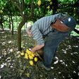 Lemon growing on the steep terraces of the Aceto family's farm on Italy's Amalfi coast is carried out in much the same way as it has been done for centuries