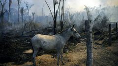 A donkey stands tied up next to a burnt area of an Amazon rainforest reserve in the Brazilian state of Para, where farmers lighting fires to clear land have outraged conservationists