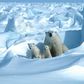 On current trends, polar bears in 18 of 19 subpopulations will have been overtaken within 80 years by the galloping pace of change in the Arctic