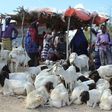 People buy sacrificial sheep and goats for the Muslim festival Eid