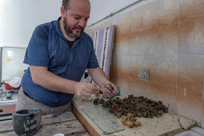 To obtain one gramme of pure purple dye, Nouira said he had to shell 100 kilogrammes of murex