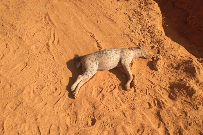 IED targeting police officers on patrol kills 2 Hyenas in Wajir