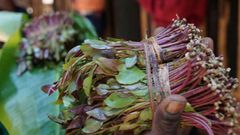 Miraa export banned