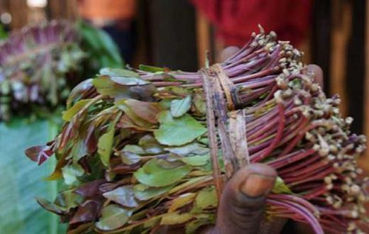 Miraa export banned
