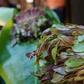 Miraa export banned