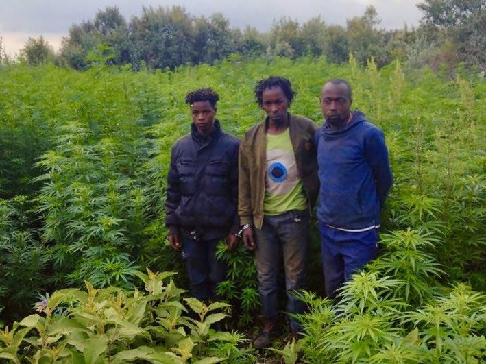 Detectives destroy bhang worth Sh27 million