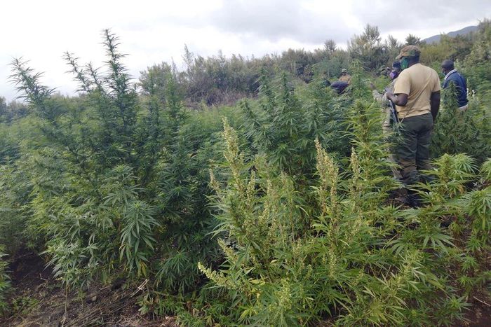 Detectives destroy bhang worth Sh27 million
