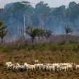 In this file photo taken on August 25, 2019 cattle graze with a burnt area in the background after a fire in the Amazon rainforest near Novo Progresso, Para state, Brazil