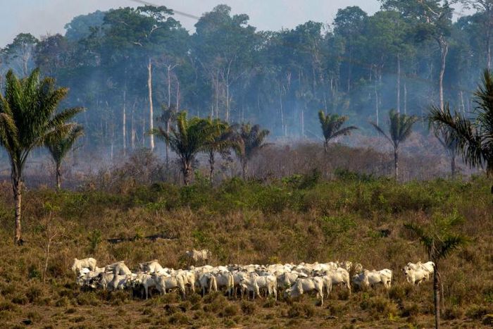 In this file photo taken on August 25, 2019 cattle graze with a burnt area in the background after a fire in the Amazon rainforest near Novo Progresso, Para state, Brazil