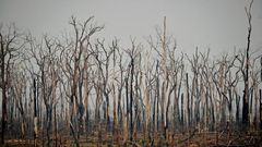 The number of forest fires in the Brazilian Amazon in July 2020 rose 28 percent from the same month a year ago, satellite data show