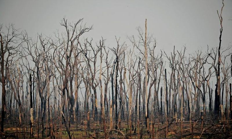 The number of forest fires in the Brazilian Amazon in July 2020 rose 28 percent from the same month a year ago, satellite data show
