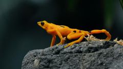 A Panamanian golden frog is pictured at El Nispero Zoo and Botanical Garden, east of Panama City, in 2009